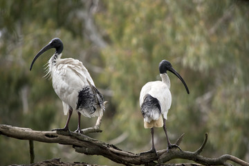 two white ibises