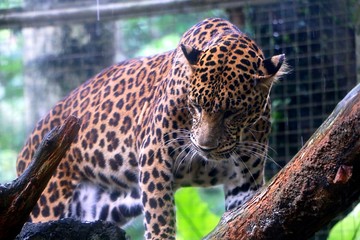 Leopard (Panthera pardus) is one of the five species in the genus Panthera,