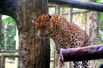 Leopard (Panthera pardus) is one of the five species in the genus Panthera,