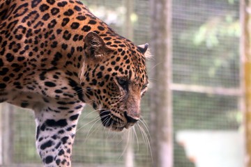 Leopard (Panthera pardus) is one of the five species in the genus Panthera,