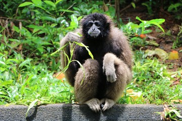 Obraz premium Gibbon ( Hylobates muelleri )also known as the grey gibbon