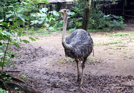 The ostrich (Struthio camelus) is a species of large flightless birds
