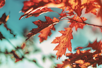 Indian Summer - Blätter einer Roteiche im Herbst