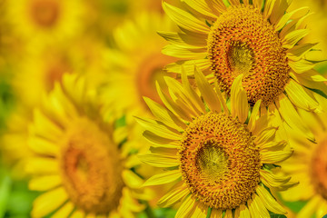 Obraz premium ヒマワリの花
