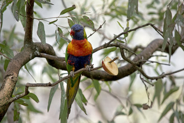 rainbow lorikeet