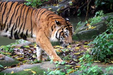 The tiger (Panthera tigris) is the largest cat species, most recognizable for its pattern of dark vertical stripes on reddish-orange fur with a lighter underside.