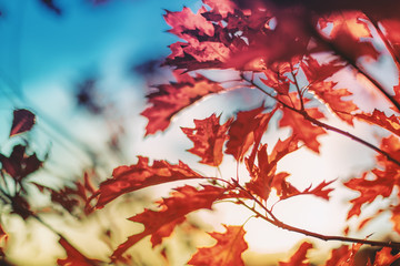 Indian Summer - Herbstlaub an einer Roteiche