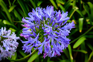 Agapanthus praecox (Lily of the Nile) azure blossom