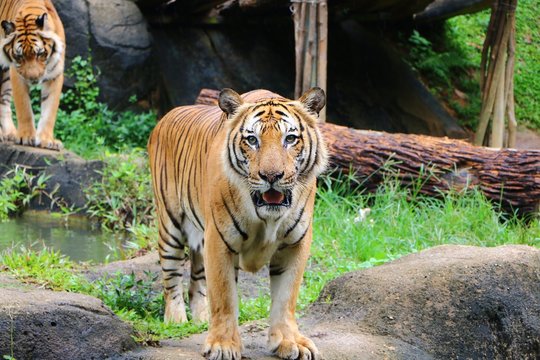 The tiger (Panthera tigris) is the largest cat species, most recognizable for its pattern of dark vertical stripes on reddish-orange fur with a lighter underside.