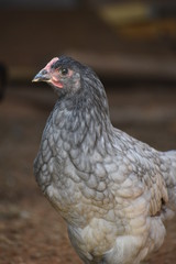 Black and Gray Chicken Close Up Portrait