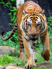 Tiger (Panthera tigris) intensely looking towards the camera in a hunting position.