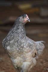 Black and Gray Chicken Close Up Portrait