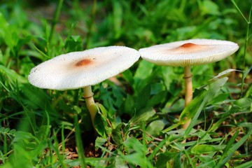 Mushroom in green background in a forest with selective focus.