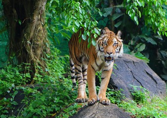 The tiger (Panthera tigris) is the largest cat species, most recognizable for its pattern of dark vertical stripes on reddish-orange fur with a lighter underside.