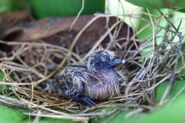 Newly hatch bird in the nest