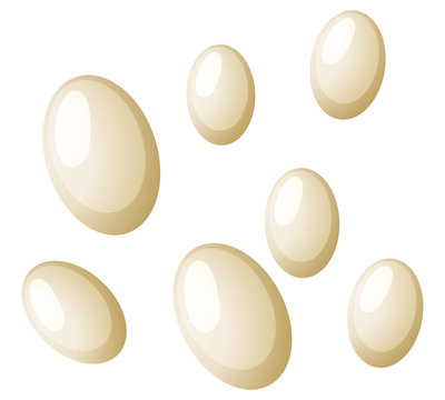 Flea eggs white background