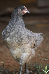 Black and Gray Chicken Close Up Portrait