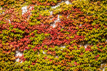 Zugewachsenen Fassade