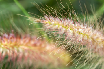 Close up desho grass 