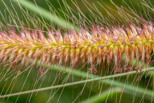 Close up desho grass 