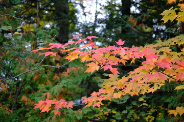 colorful leaves in the forest