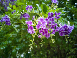 purple flowers on a green background