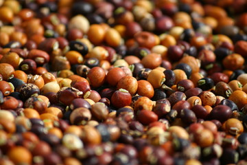 Colorful pigeon pea on harvest day