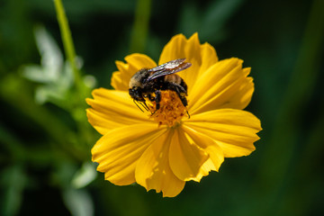 Bright yellow flower