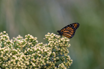 Monarch butterfly. 