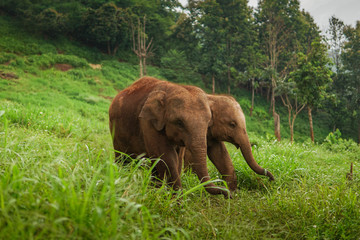 Fototapeta na wymiar Elephants in jugle