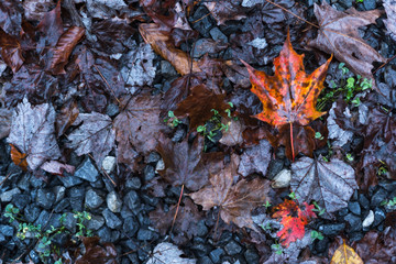 Leaves on the ground. Perfect for backgrounds and titles