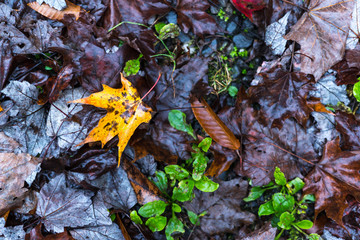 Leaves on the ground. Perfect for backgrounds and titles