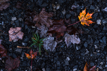 Leaves on the ground. Perfect for backgrounds and titles