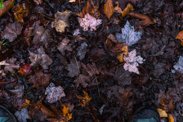 Leaves on the ground. Perfect for backgrounds and titles