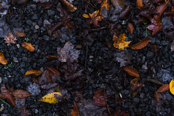 Leaves on the ground. Perfect for backgrounds and titles
