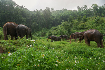 elephant in herd