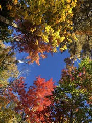 Looking up at maple trees with fall color in New England