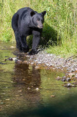Coastal black bear