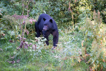 Naklejka premium Coastal black bear