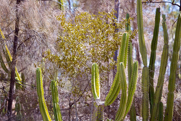 Prickly Pear Invasion In Central Queensland Australia