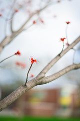 bloom on the branch