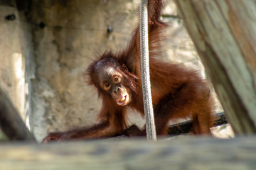 Baby bornean orangutan © Suzanna