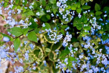 white flowers in the garden