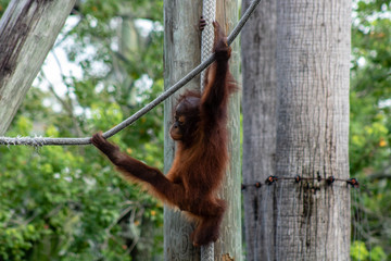 Baby bornean orangutan © Suzanna