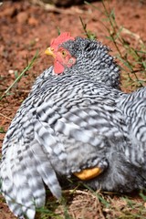Barred Rock Rooster Laying Down Portrait