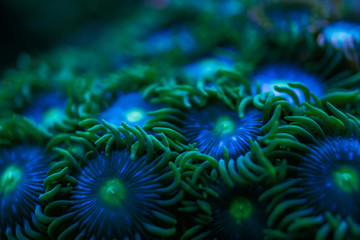 blur swaying blue and green round button corals