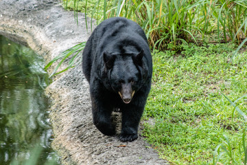 Obraz na płótnie Canvas Adult black bear