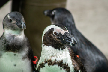 South African penguin
