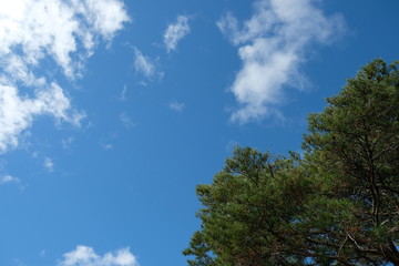 Fototapeta premium trees and blue sky