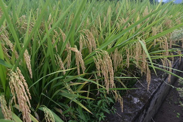 rice crop field